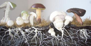 Как выглядят все грибы. Съедобные грибы. Фото и название. Лучшие качества грибника – внимательность и осторожность